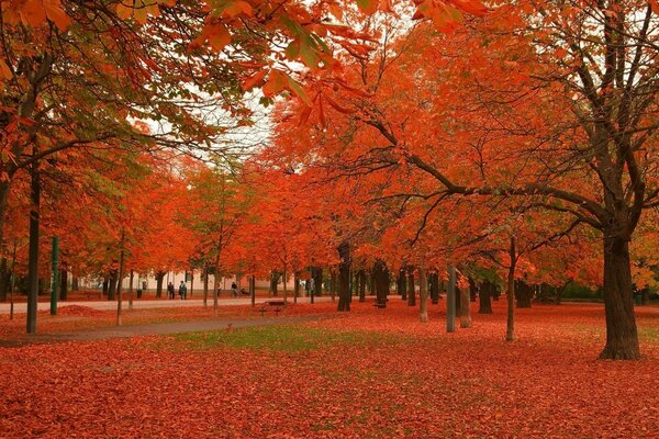 Hermoso parque de otoño rojo