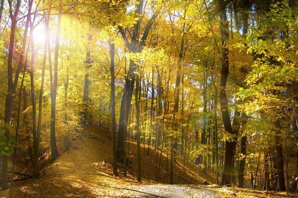 Os raios do sol na floresta de Verão