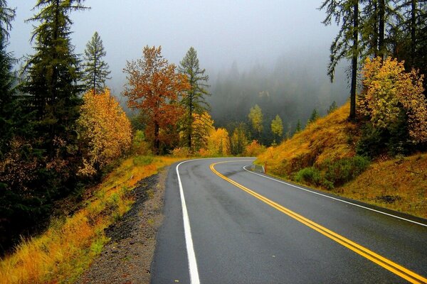 Pista en el bosque de niebla de otoño