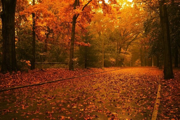 Autumn golden forest in the evening