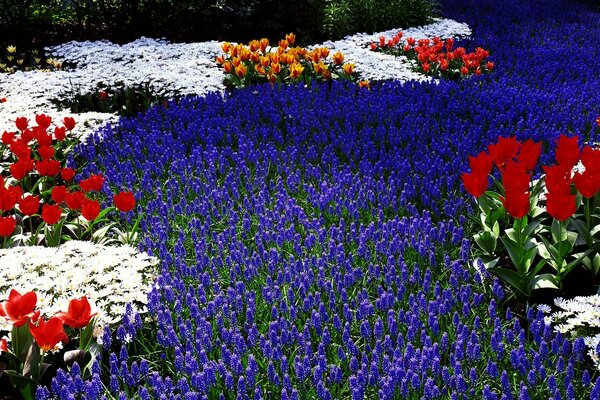 Champ de tulipes dans son jardin