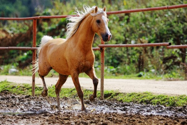 Joven semental en el corral en la granja