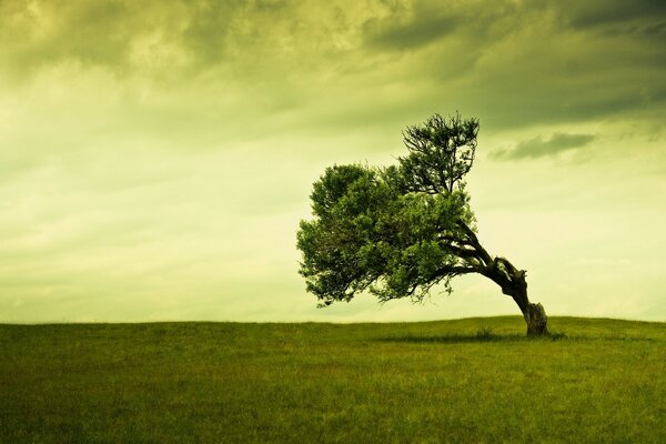 Paisaje verde con árbol doblado