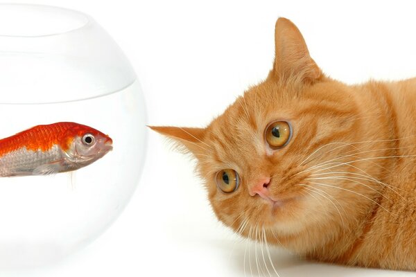 A red-haired cat watches a fish in an aquarium