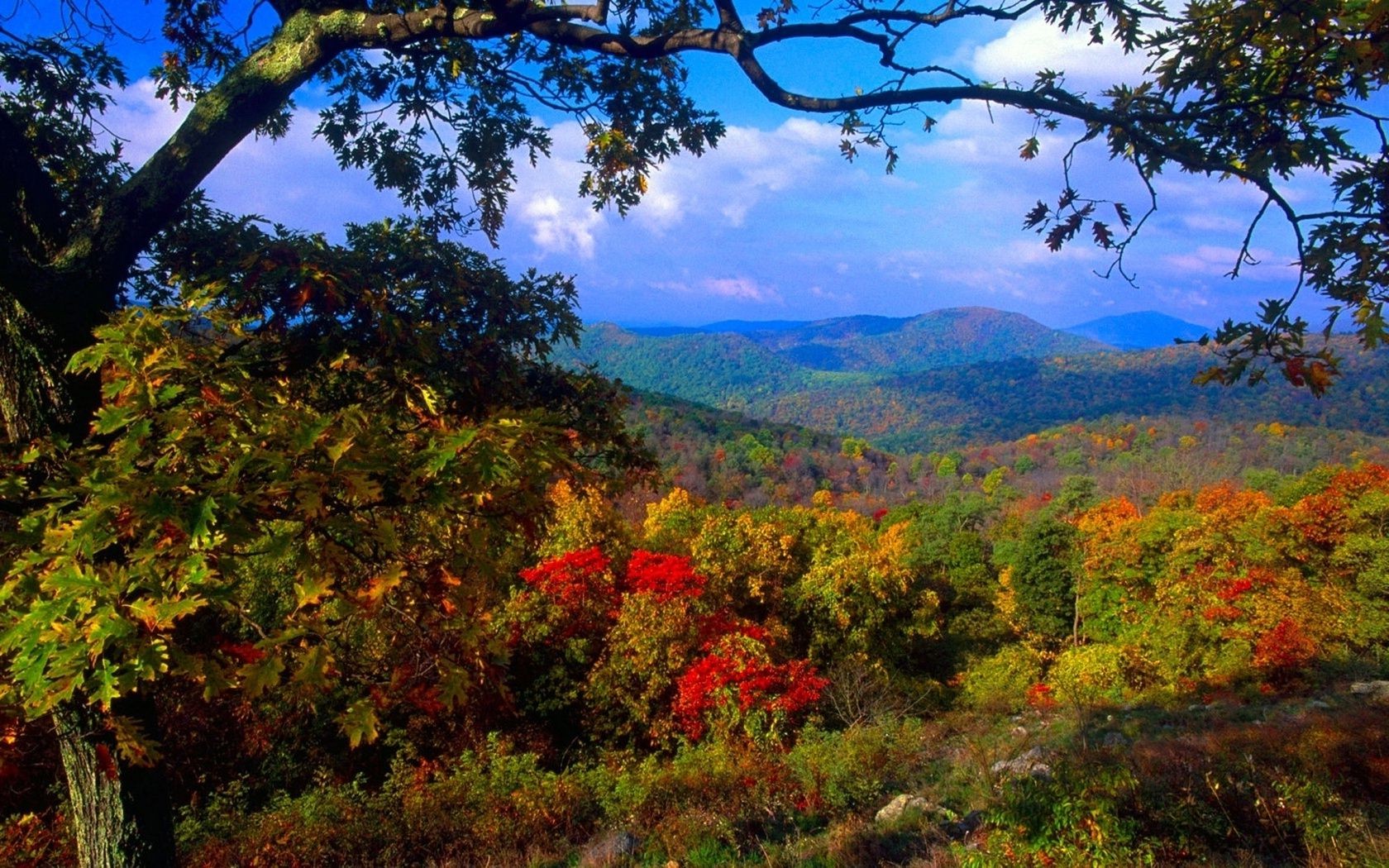 autunno albero autunno paesaggio foglia legno natura all aperto montagna scenic stagione flora parco cielo ramo viaggi luce del giorno ambiente paesaggio colore