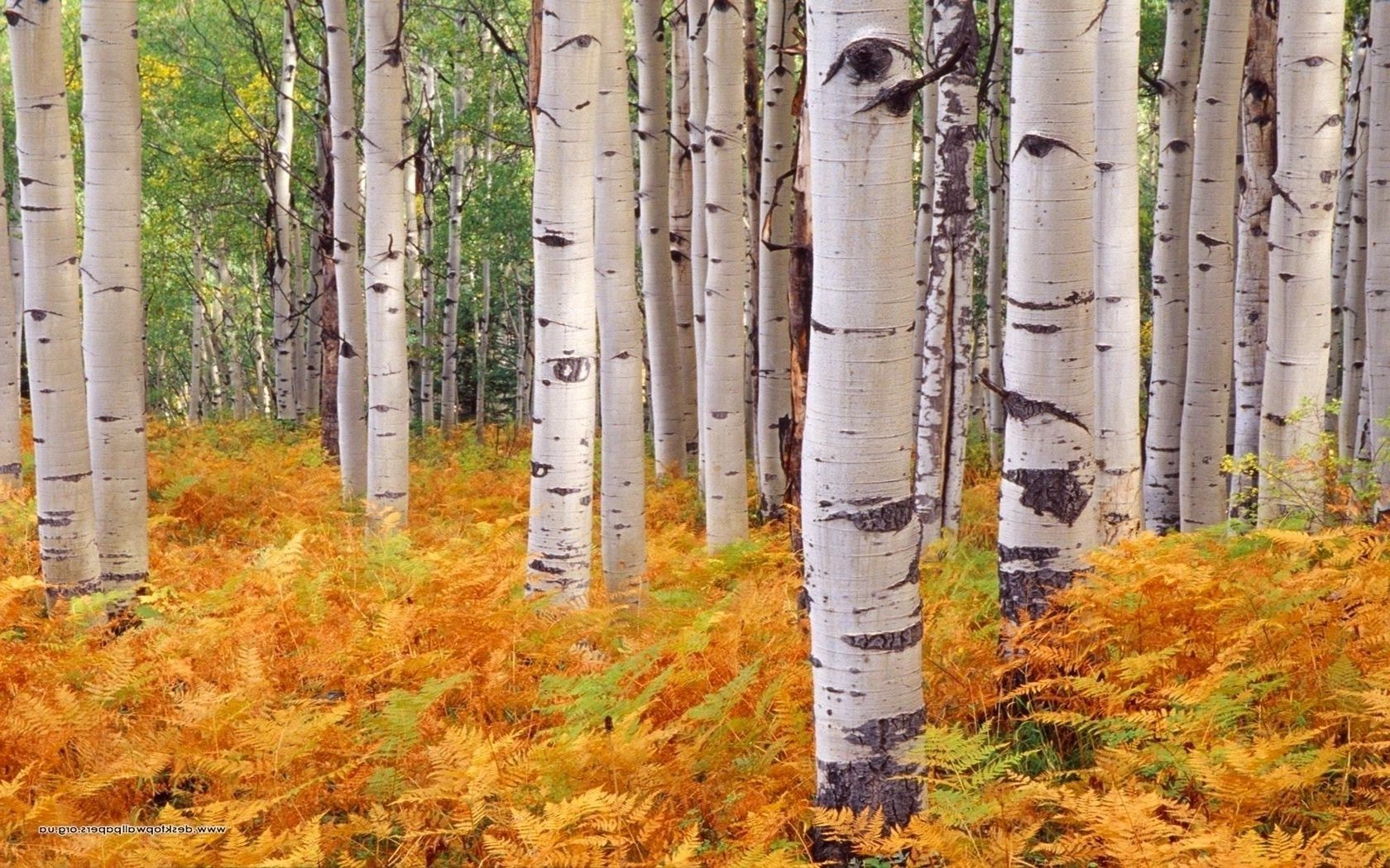 trees fall wood leaf tree landscape nature birch season trunk outdoors park environment branch bark fair weather scenic flora grove rural