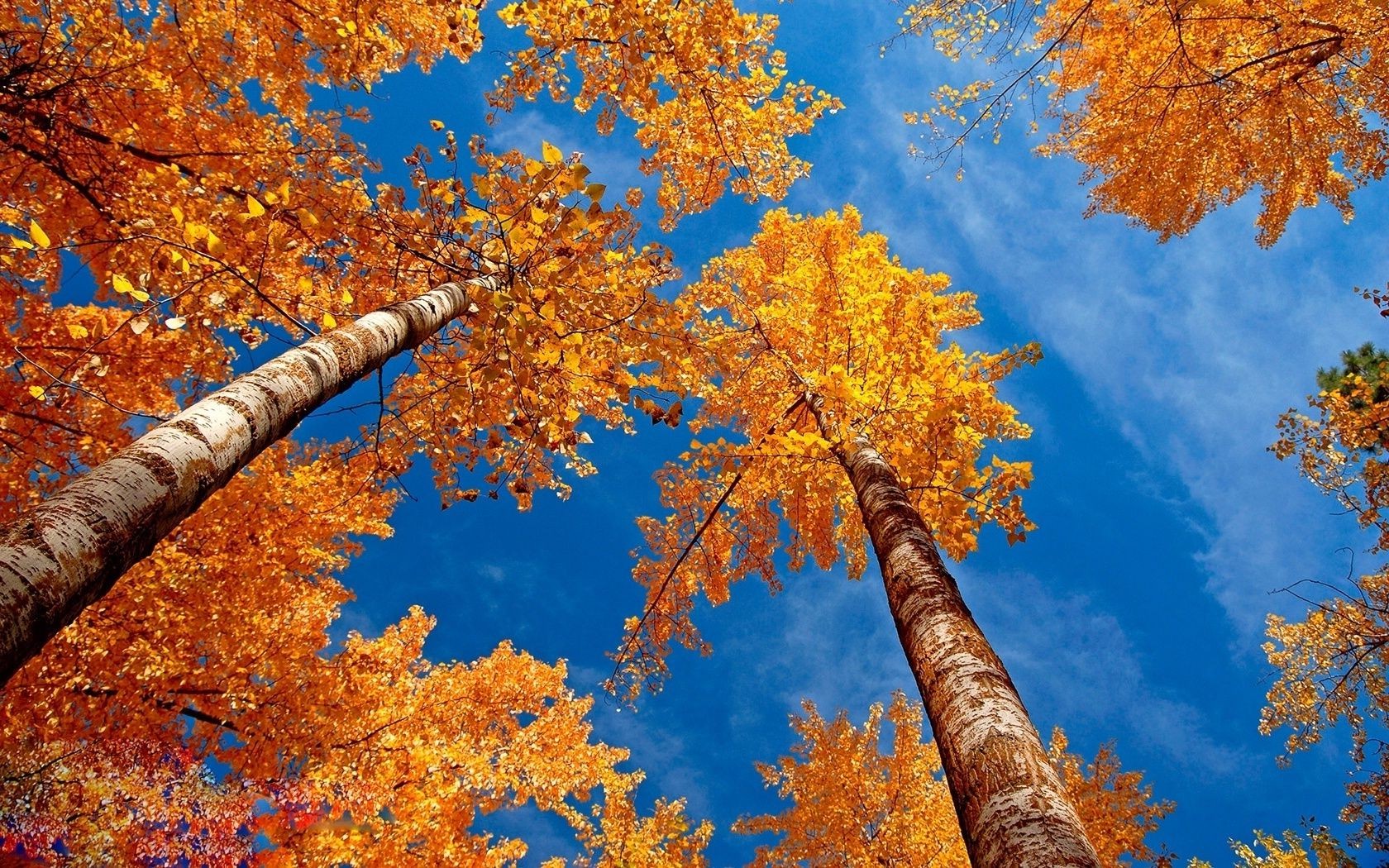 деревья осень лист кленовый дерево древесины сезон природа золото филиал цвет яркий изменение на открытом воздухе парк