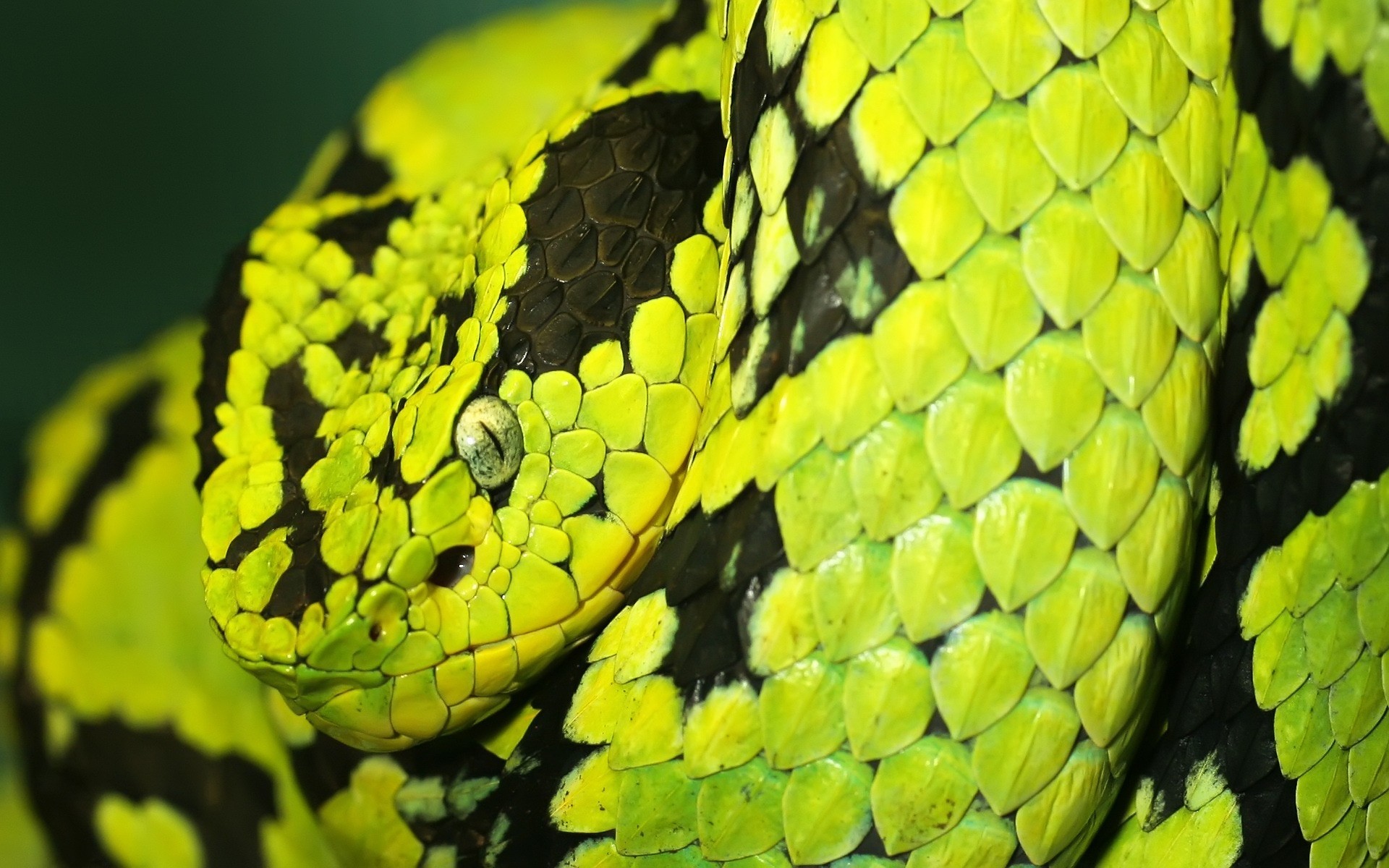 reptiles y ranas serpiente naturaleza gazoo pitón viper hoja vida silvestre veneno árbol biología patrón escritorio veneno exótico color animal boa flora jardín