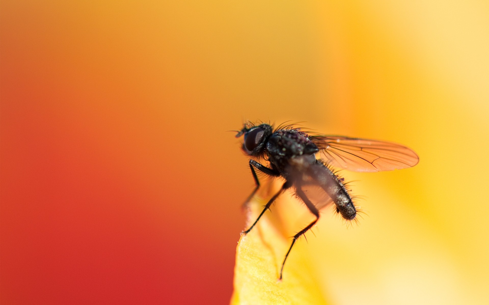 insects insect nature fly outdoors wildlife macro