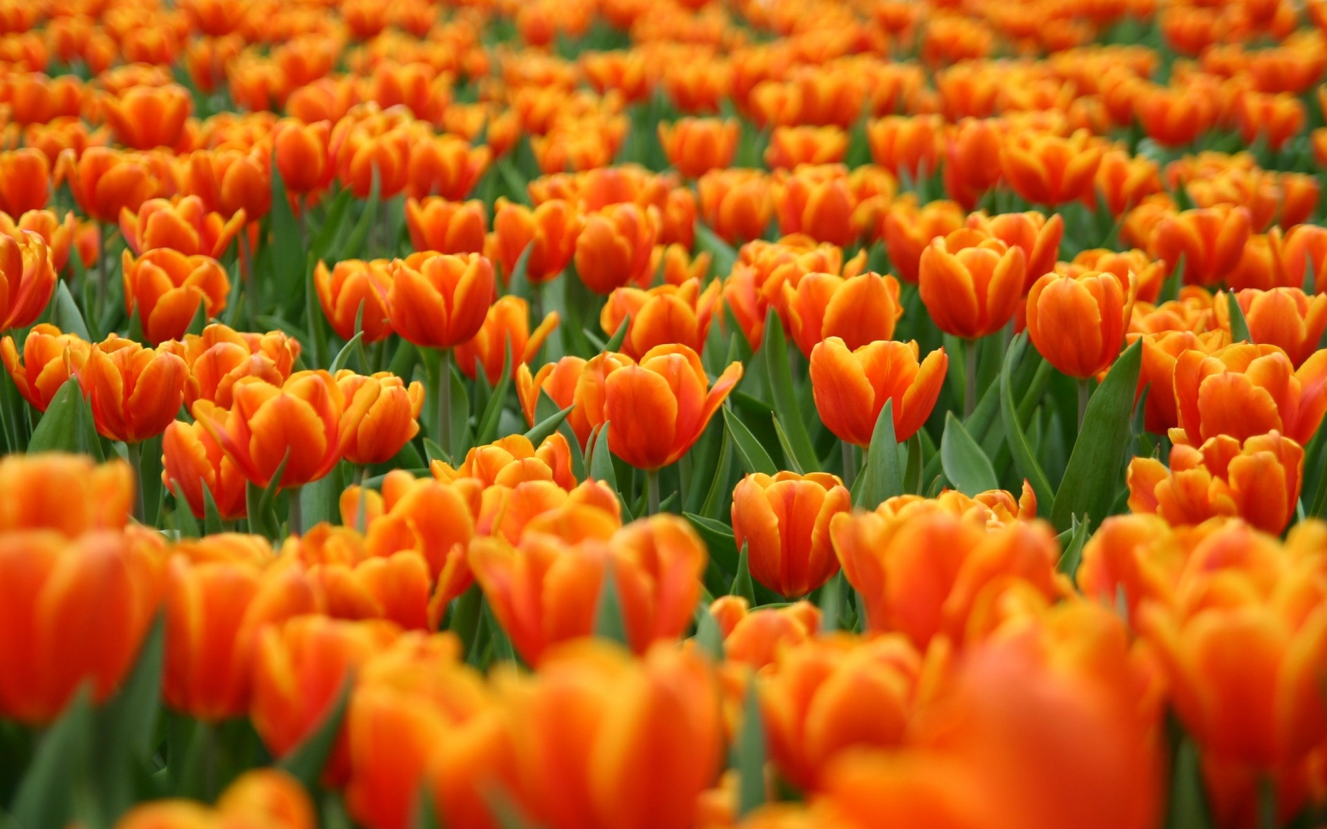 flowers tulip nature garden bright leaf flora flower season color floral fair weather summer field outdoors petal growth blooming tulips field landscape