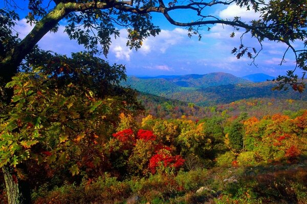 Autumn trees and a beautiful sky