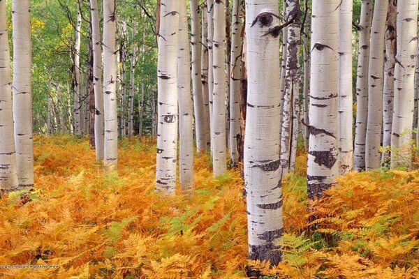 Foresta di alberi perfetti sfondo