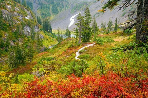 Herbst im Wald. Wege führen zum Teich