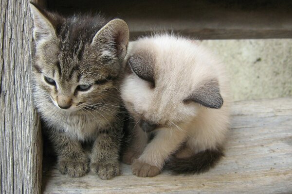 Animais bonitos estes gatinhos