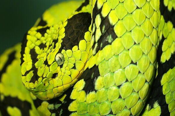 A huge green python is looking straight ahead