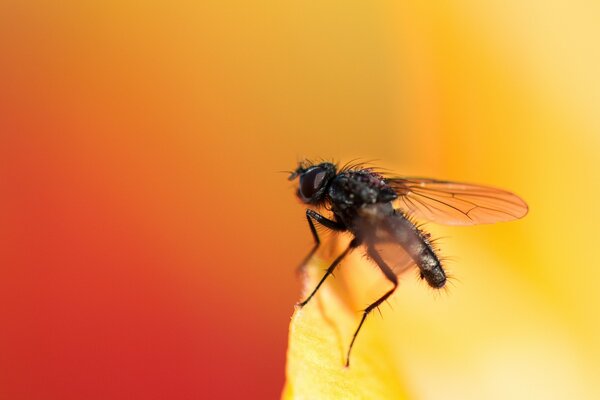 Eine Fliege sitzt am Rand einer gelben Blume