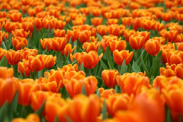 A field of orange tulips in lush greenery