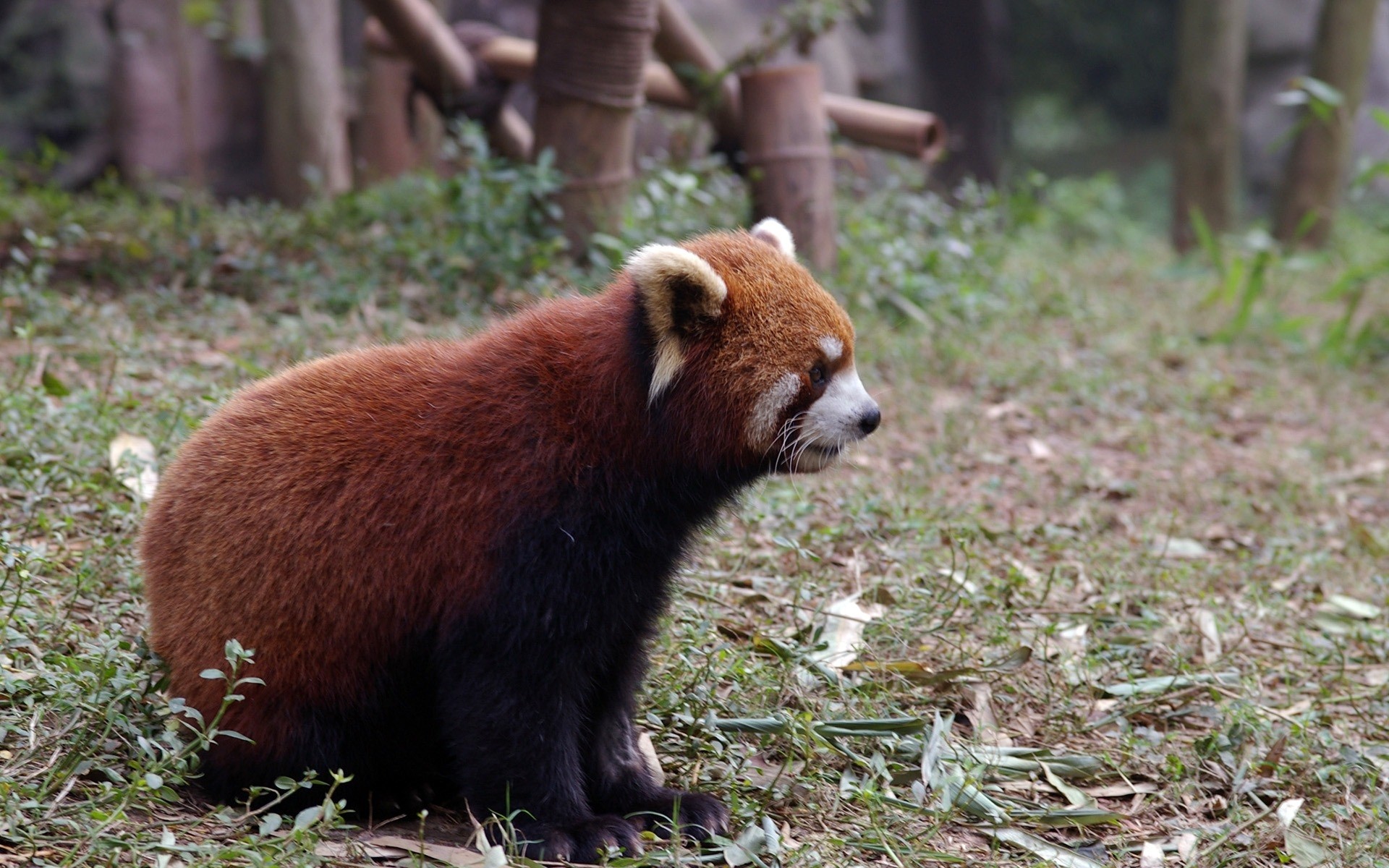 animales mamífero vida silvestre animal zoológico naturaleza al aire libre piel lindo madera salvaje hierba panda panda rojo