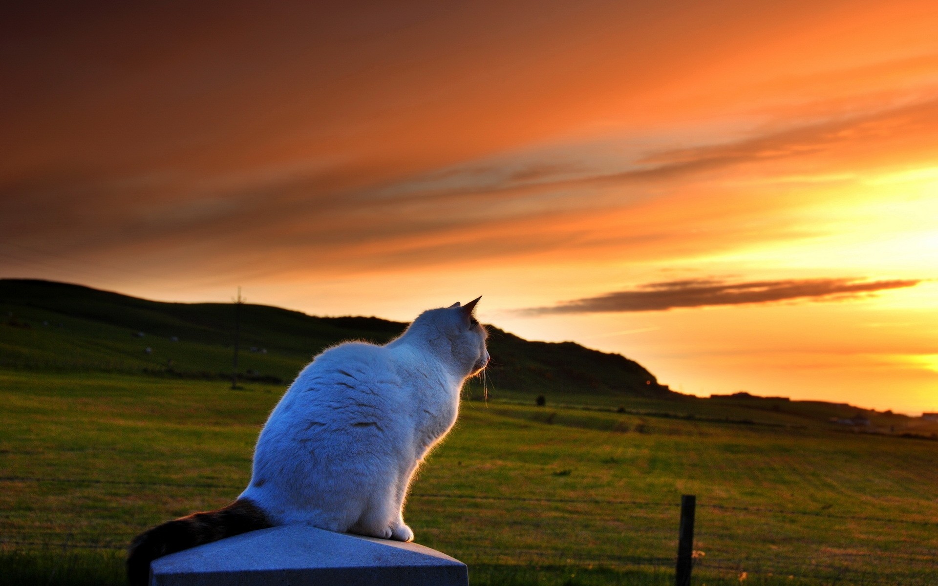 katzen sonnenuntergang im freien dämmerung sonne himmel gras natur landschaft landschaften tiere orange