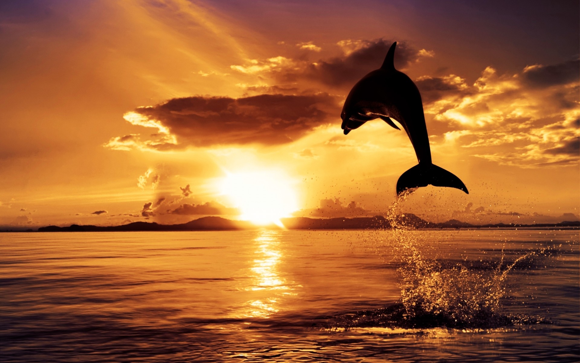 animaux coucher de soleil aube eau soleil océan mer crépuscule soir ciel plage rétro-éclairé dauphin