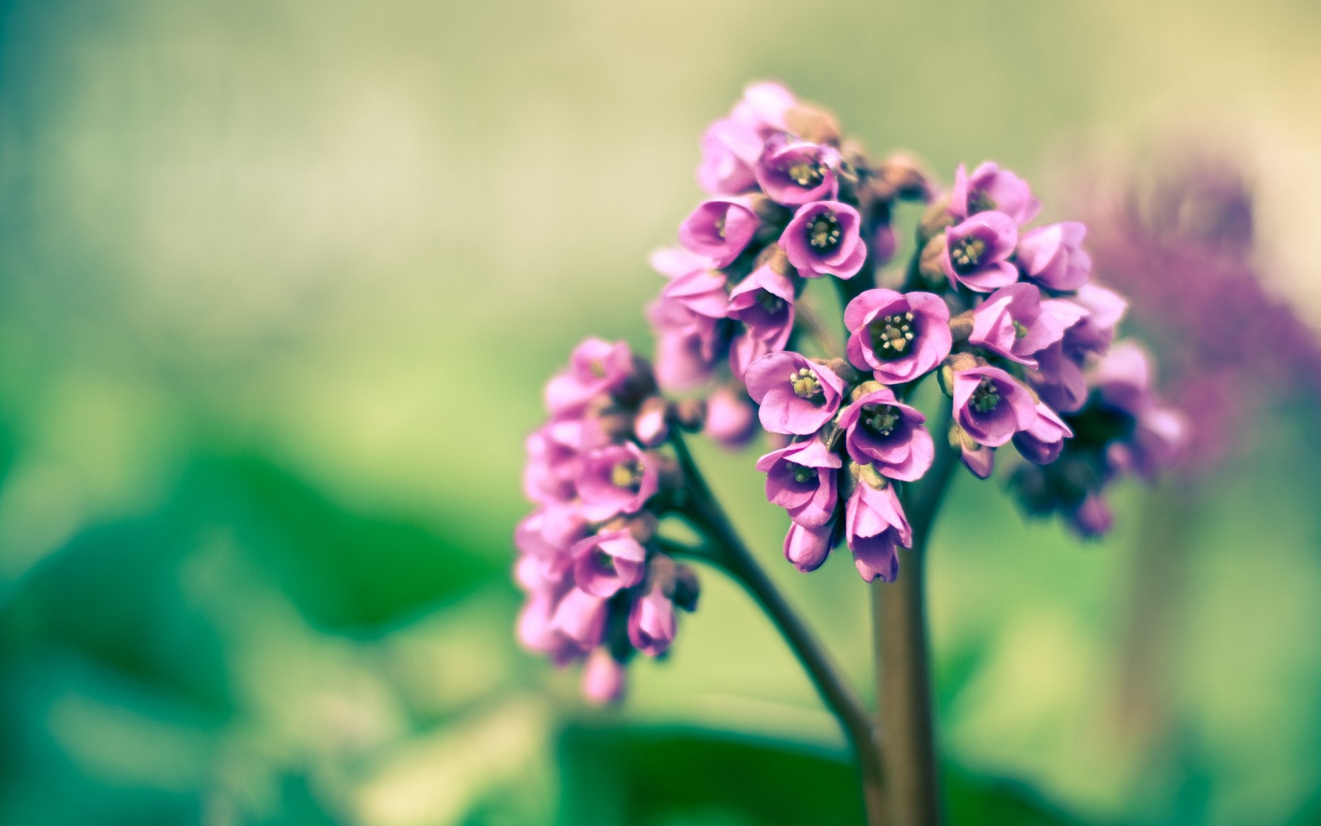 printemps nature fleur flore feuille été jardin couleur gros plan floral lumineux pétale à l extérieur saison belle bluming croissance fleurs violet