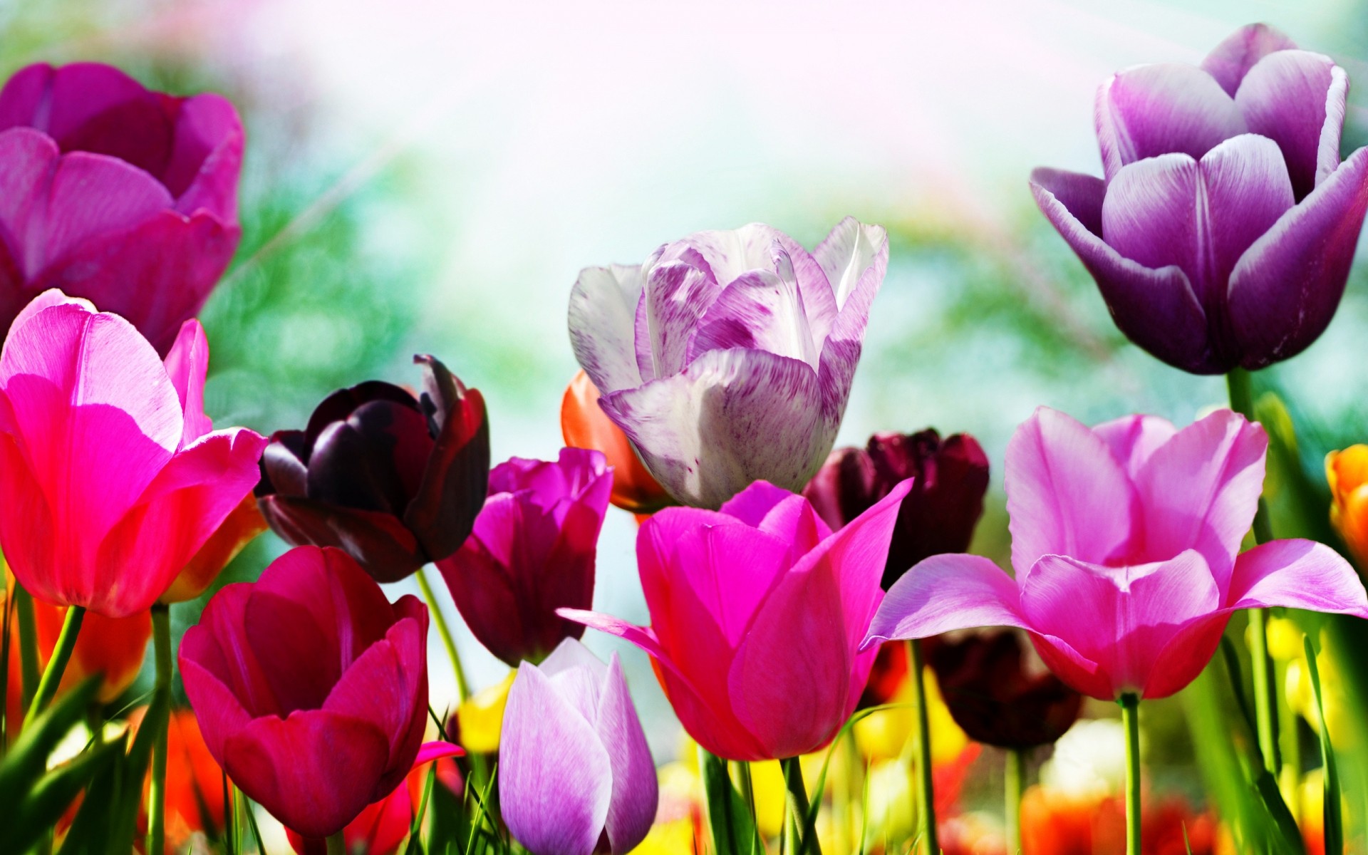 flowers tulip nature flower flora garden summer leaf color bright floral field easter petal blooming season bouquet love park beautiful background picture