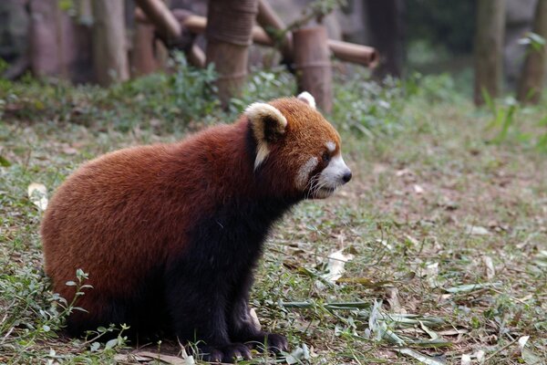 Red panda explores zoo