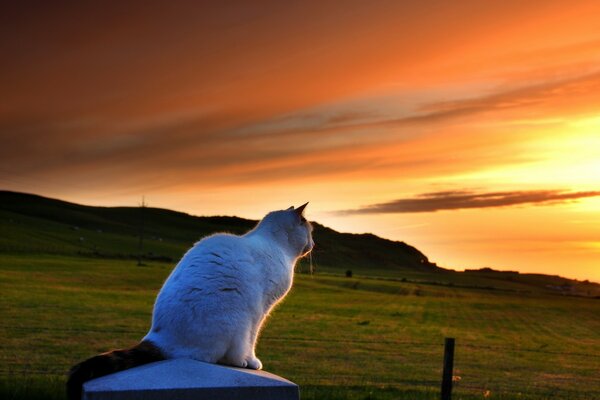 Die weiße Katze betrachtet den Sonnenuntergang