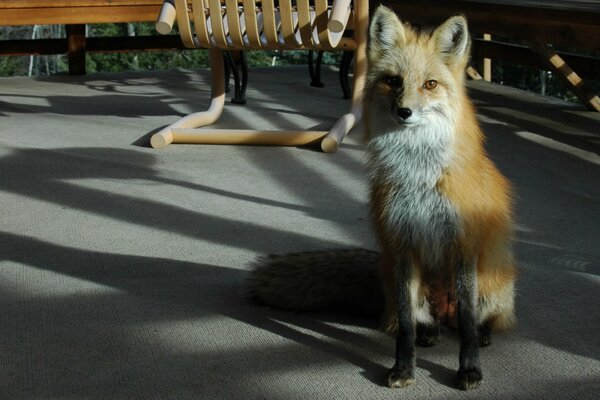 Ein Fuchs ist zu Besuch bei einem Mann