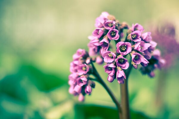 Lila blühende Blume