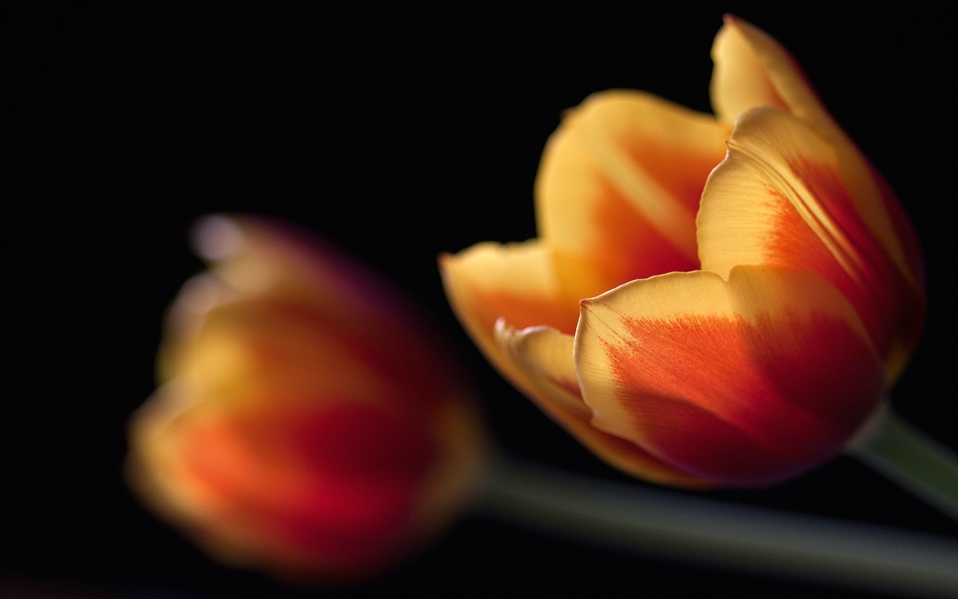 fleurs tulipe fleur nature nature morte flou couleur été un grandir amour lumineux bureau