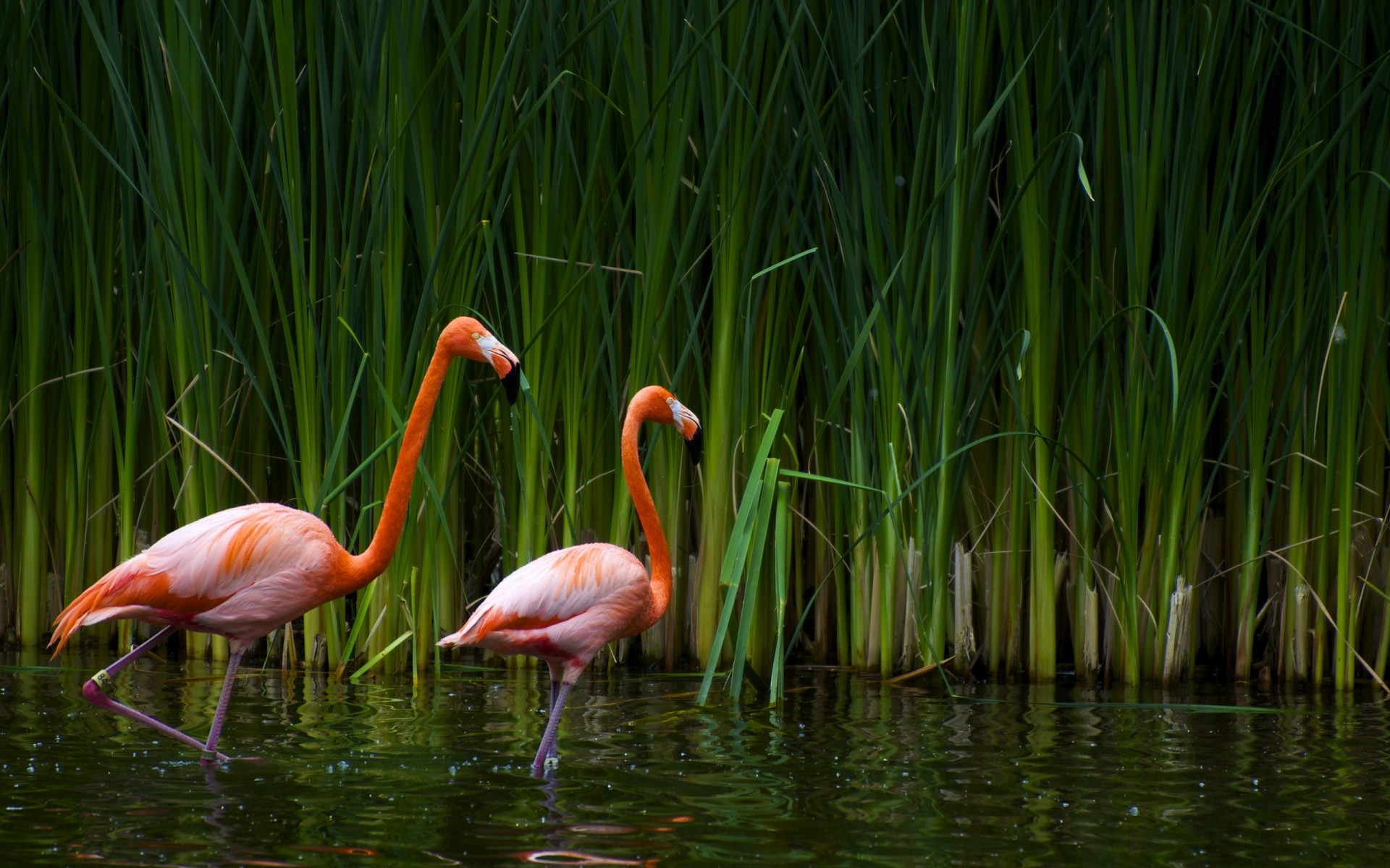 flamingi natura jezioro trawa woda lato basen kolor ptaki rośliny