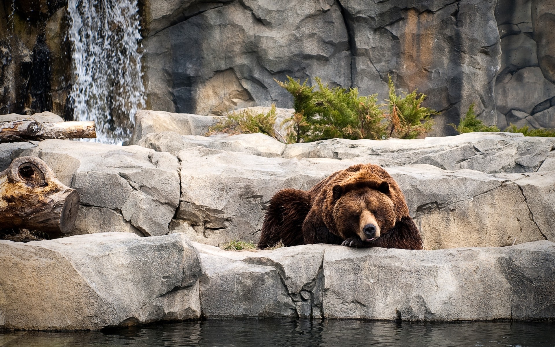 tiere wasser säugetier natur rock im freien tierwelt wild bär