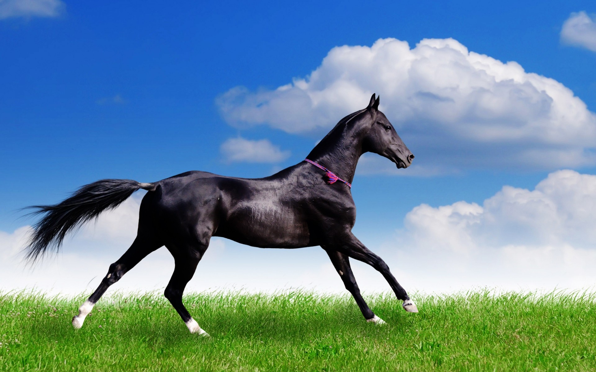 animaux cheval mare mammifère herbe champ étalon équestre animal élevage de chevaux pâturage foin manet cavalerie