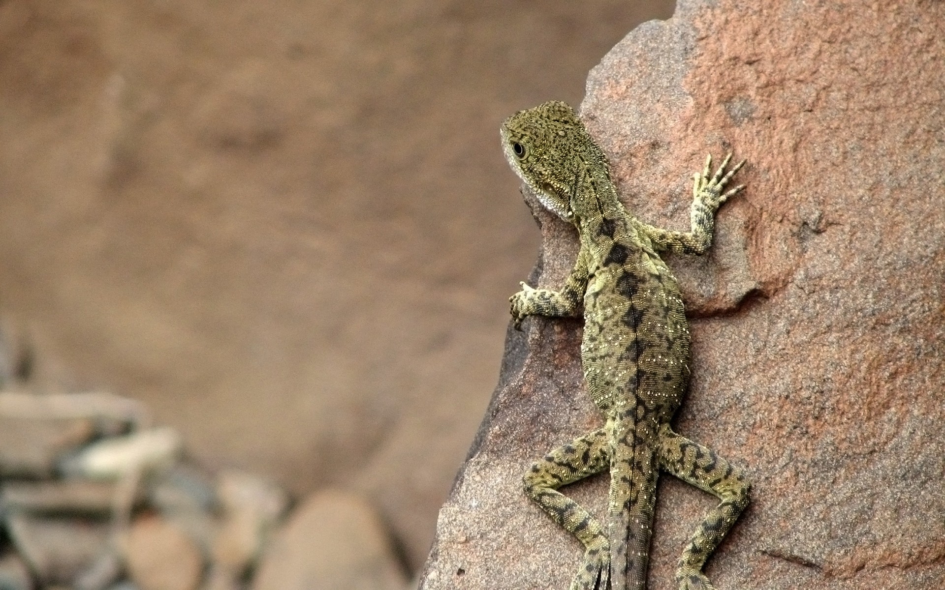 reptiles et grenouilles gazebo lézard nature désert rock la faune à l extérieur pierre animal sable sauvage tropical gros plan lézard pierres