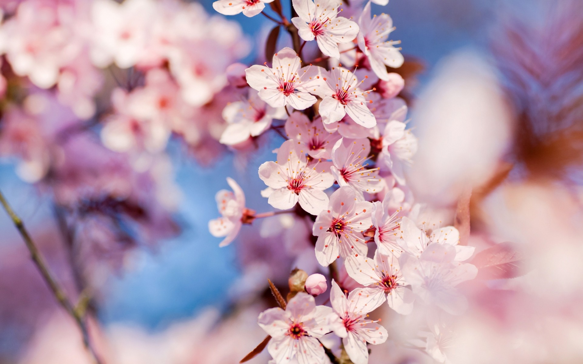 primavera fiore natura flora cherry branch stagione giardino albero petalo fiore floreale foglia crescita close-up di colore brillante primavera estate bellissimi fiori rosa