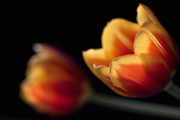 Bunte Tulpen auf dunklem Hintergrund