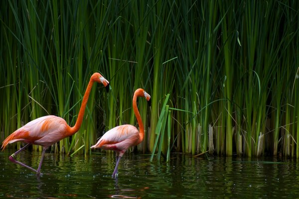 Pink flamingo among green reeds