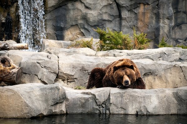 Orso bruno sdraiato su una pietra vicino all acqua