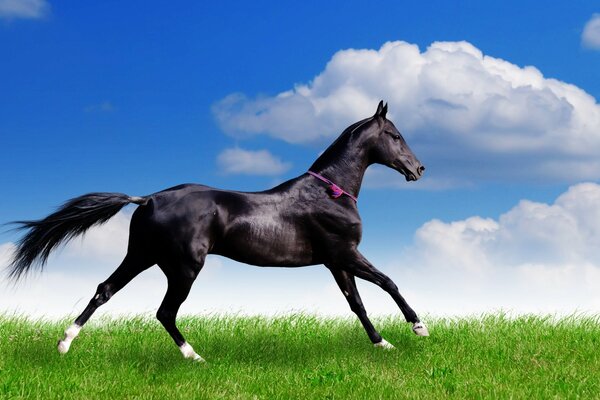 Cheval aux sabots blancs. Bleu beau ciel