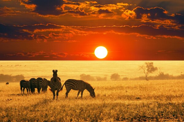 Zebras na savana estepe ao pôr do sol