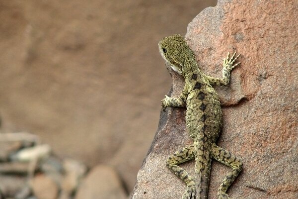 Lagarto en el fondo de las piedras del desierto