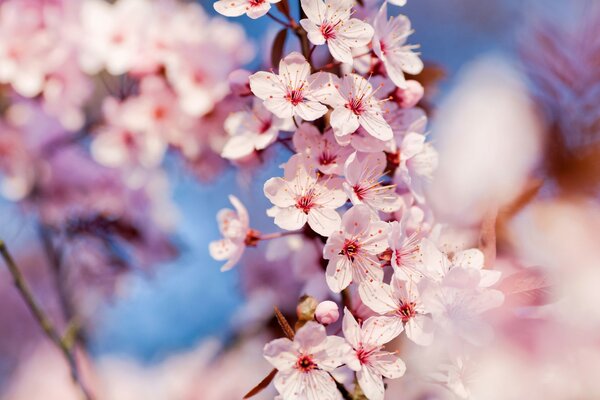 Florece la naturaleza cada primavera