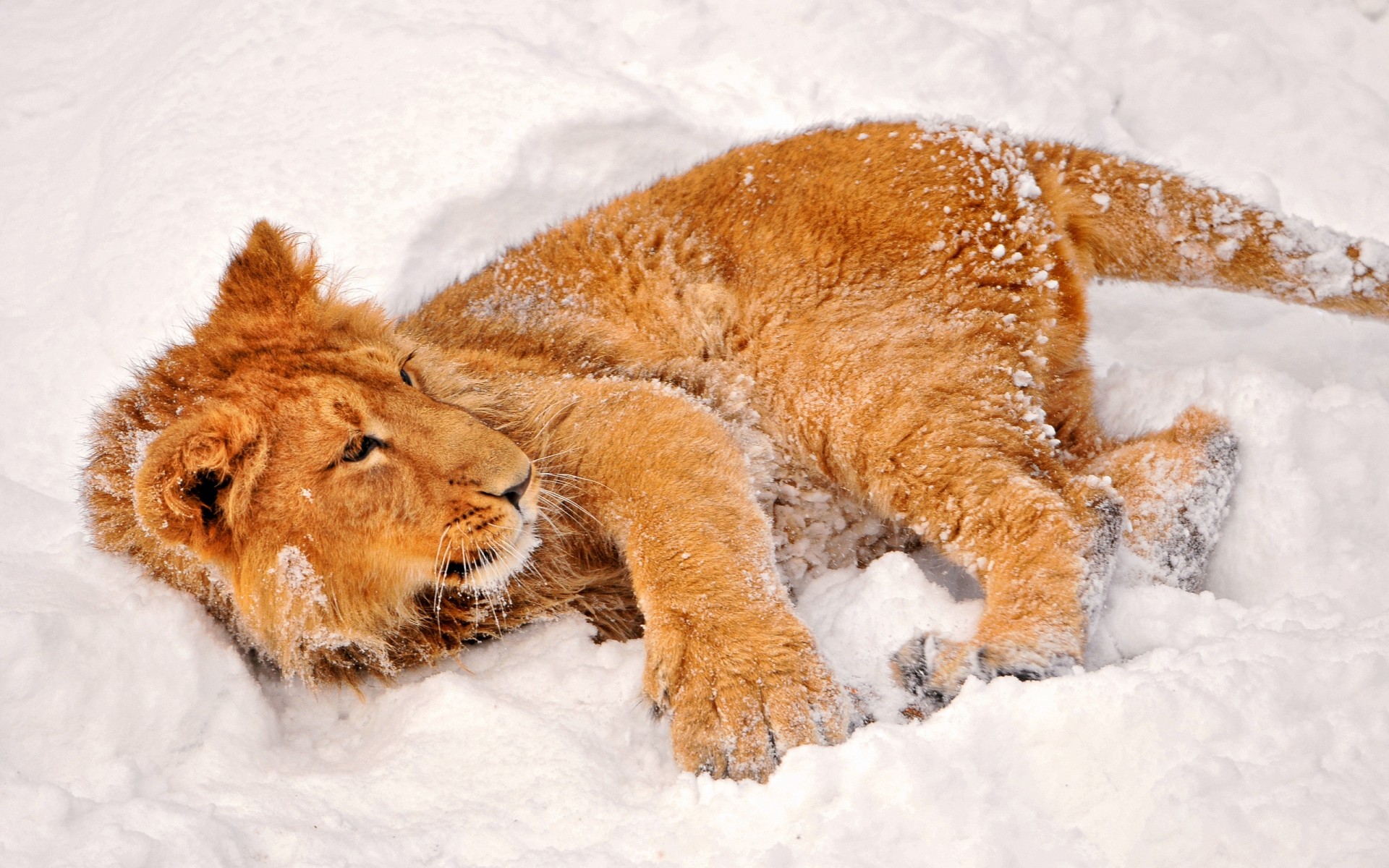 animaux hiver mammifère neige animal fourrure froid mignon la faune la nature givré lion