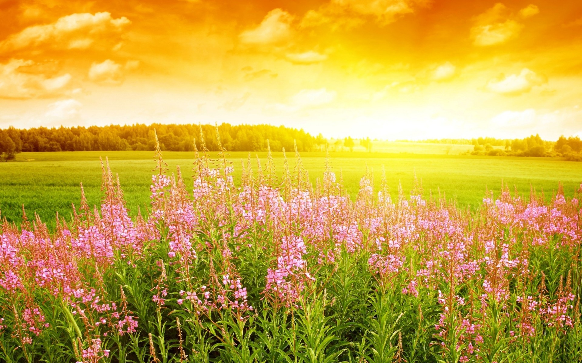 fiori rurale natura campo estate campagna fiore paesaggio fieno erba sole flora bel tempo luminoso agricoltura all aperto alba stagione crescita pascolo paesaggio sfondo cielo