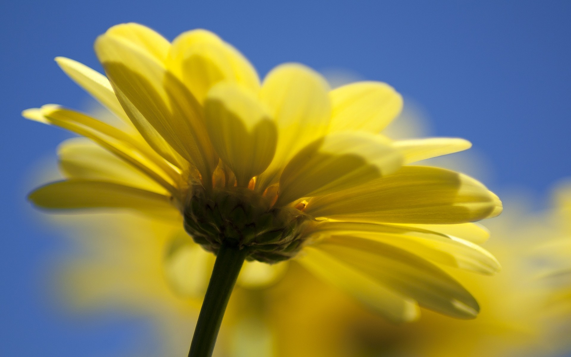 çiçekler doğa çiçek flora yaz parlak bahçe renk petal büyüme yakın çekim yaprak çiçek güzel hava çiçek açan güzel güneş sarı makro