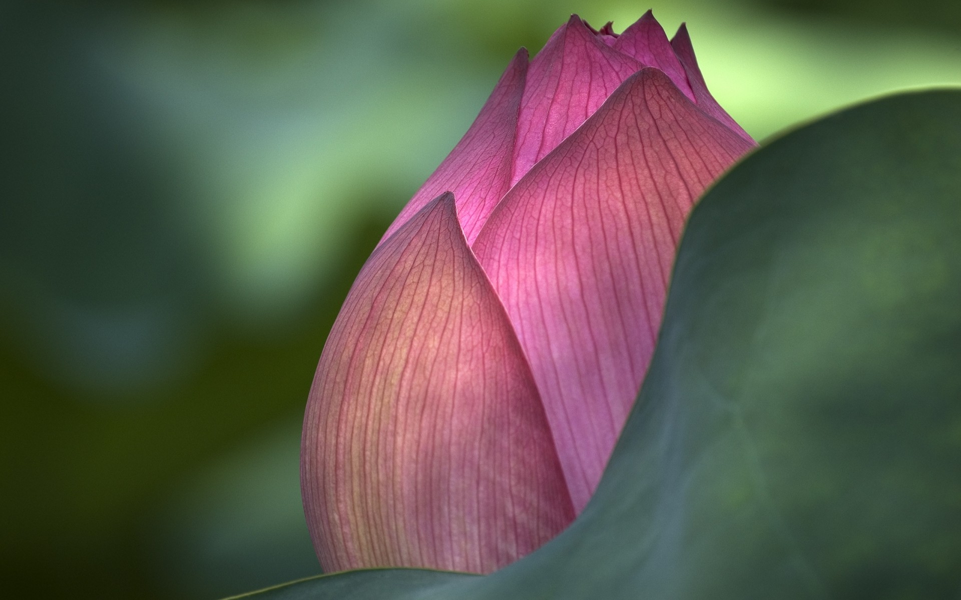 fiori foglia di fiore natura loto flora giardino esotico giglio tropicale estate petalo zen all aperto bella acqua di colore rosa verde