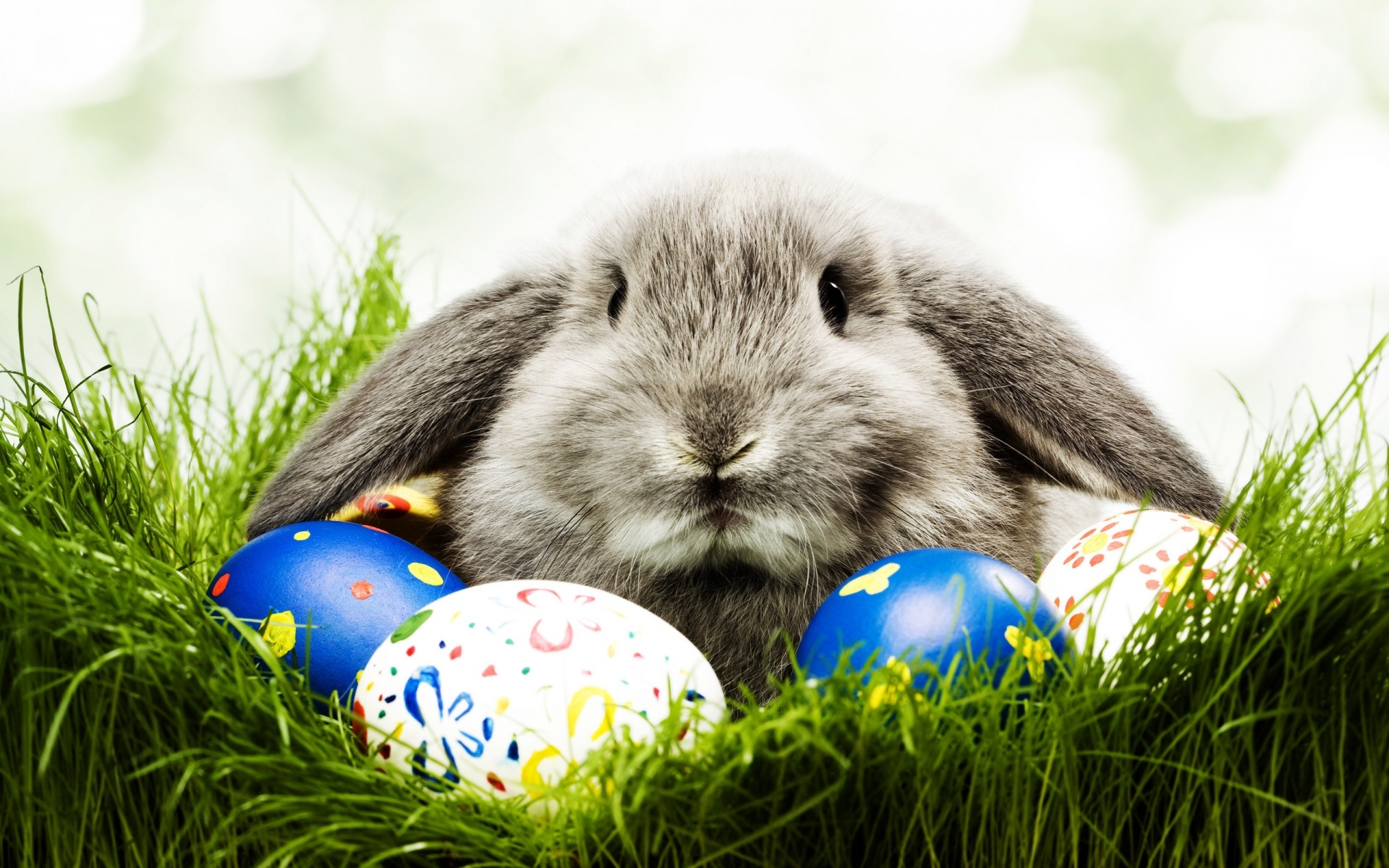 pasqua erba coniglio uovo natura piccolo carino coniglio nido uovo di pasqua all aperto vacanza vacanza uova decorazione