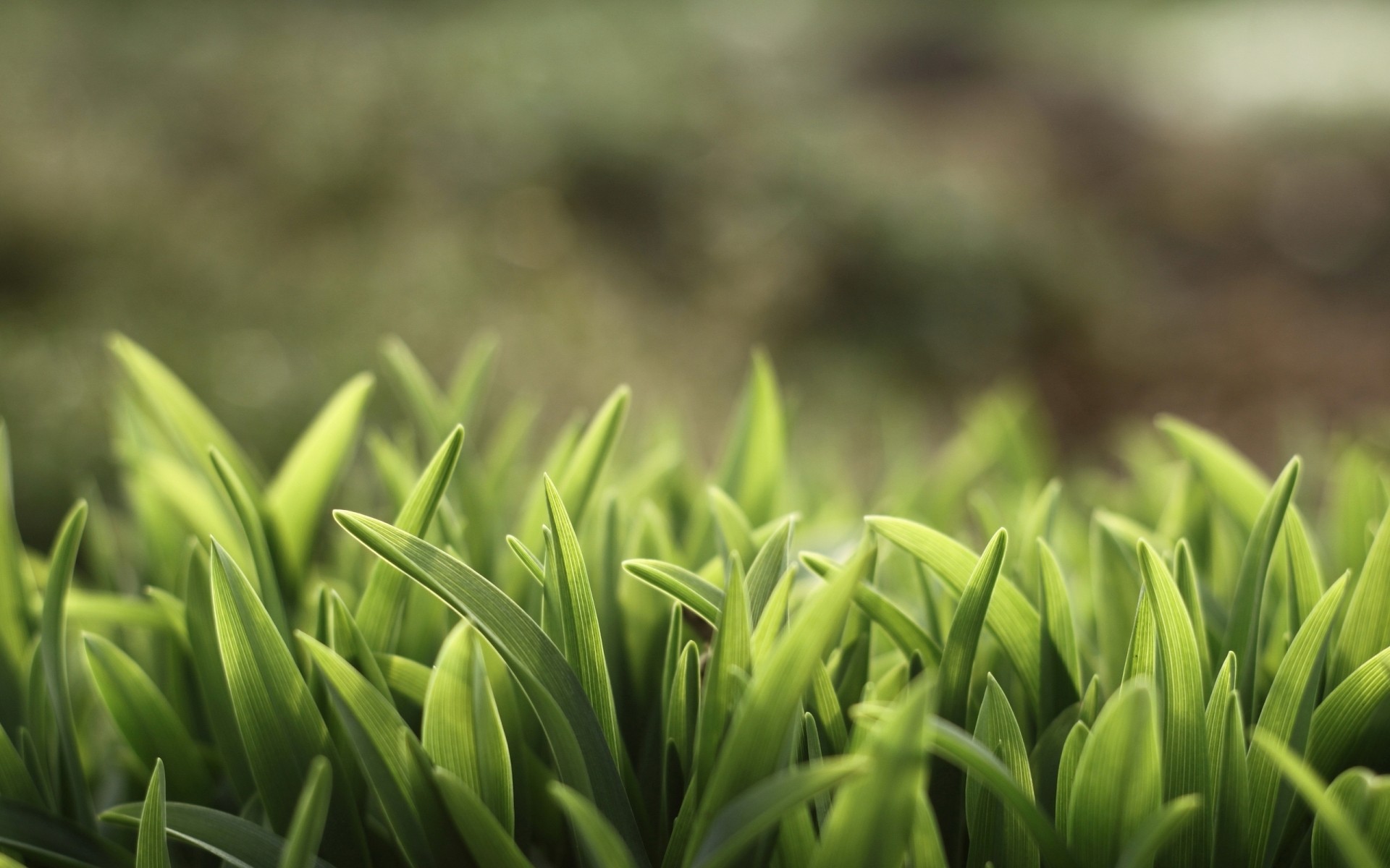 plants growth leaf nature flora grass garden lush close-up macro