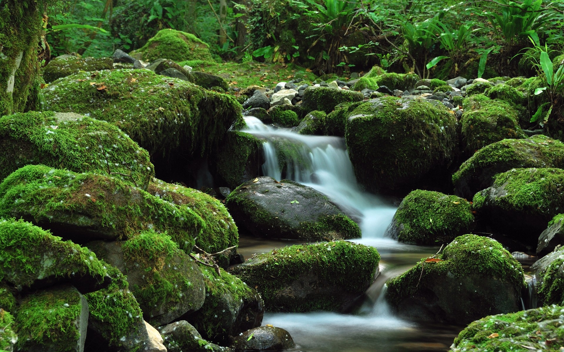 landschaft moos wasser wasserfall natur fluss holz fluss rock kaskade fluss blatt stein nass schrei üppig wild im freien landschaft herbst grün wasserfälle